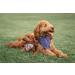 Remy+Roo Dog Bandanas 4-Pack - Premium Durable Fabric - Adjustable Fit - Large Size - Buy Online on GoSupps.com