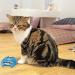 KONG Refillables Purrsonality Moody Cat Toy Moody 1 Count (Pack of 1) - Buy Online on GoSupps.com