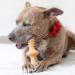Benebone Zaggler Rolling Dog Chew Toy - Real Bacon Flavor, Made in USA - Medium Size for Aggressive Chewers - Buy Online on GoSupps.com