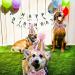 Dher Pet Birthday Set - Pink Sequin Hat & Party Decoration for Dogs & Cats | Festive Birthday Accessories - Buy Online on GoSupps.com