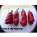 GHINO DI TACCO 12 varieties - CAROLINE REAPER HP22-ACRATA-HABANERO CHOCOLATE-PETER PEPPER RED-BUTT JOLOKIA CHOCOLATE-SCOTCH BONNET-CEDRINO-JALAPENO-ECC. - Buy Online on GoSupps.com
