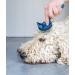 Mikki Puppy Stainless Steel Comb & Slicker Brush Set for Doodles & Cockapoos - Blue/Grey Small Grooming Kit - Buy Online on GoSupps.com