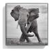 Chantecaille Luminescent Eye Shade - Elephant 2.5g | Buy Internationally | Best Eye Makeup - Buy Online on GoSupps.com