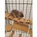 Totally Degu Pea Treats - Buy Online on GoSupps.com
