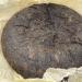 Pu-erh tea 2001 Ma Jiuyi Divine Horse 357g Cooked - Buy Online on GoSupps.com
