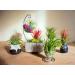 10 Ionantha Tillandsia Air Plants 2-3.5 Inches | Live Tropical House Plants for Home Decor & Terrariums - Buy Online on GoSupps.com