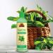 OKAY Peppermint Soothing & Invigorating Shampoo - 12oz / 355ml | Buy Internationally - Buy Online on GoSupps.com