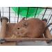 Totally Degu Corn Treats - Buy Online on GoSupps.com