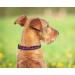 Pets First NHL Colorado Avalanche Large Collar for Dogs & Cats - Adjustable & Stylish Hockey Fan Gear - Buy Online on GoSupps.com