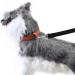 Lampop Dog Training Lead Leash Heavy Duty Strong Nylon Long Line Lead with Soft Padded Handle for Large Medium and Small Dogs Training Running Tracking Camping or Backyard (L15m/50ft Black) L: 15M/50FT Black - Buy Online on GoSupps.com