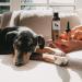 Buy Lila Loves IT Dog Ear Cleaner | Vegan Microsilver & Zinc | 100ml - Relieves Itching & Cleans Ears - Buy Online on GoSupps.com