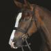 Collegiate Mono Crown Padded Raised Cavesson Bridle - Full Black - Buy Online on GoSupps.com