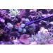 AquaticHI 27 inch Aquarium Tongs - 100% Reef Safe | Multi Purpose Fresh and Saltwater Fish Tank Tool for Clip Plants, Spot Feed Fish and Coral | Keep Hands Dry - Buy Online on GoSupps.com