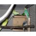 Natural Budgie Sleeping House with Perch - Top Bird Accessories for a Comfortable Cage - Buy Online on GoSupps.com