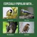Fat Balls for Wild Birds (50) - High Energy Suet Feed Nutritious Great for Hanging Feeders Attracts Birds to Garden All Year Round - Honeyfield's 4.25 kg (Pack of 1) Tub of 50 Fat Balls 4.25 kg (Pack of 1) - Buy Online on GoSupps.com