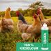 Silver Power Mite Powder 100g - Effective Mite Protection for Chickens & Birds | Anti-Mite Solution Against Red Bird Mite | Guaranteed Defense - Buy Online on GoSupps.com