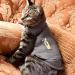 Thundershirt for Cats Large - Buy Online on GoSupps.com