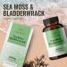 HERBAMAMA Sea Moss Capsules - Organic Irish Sea Moss Bladderwrack Supplement - 100 Vegetarian Capsules for Immunity, Thyroid, Digestive Health & Joint Support - Non-GMO Superfood (1 Pack) - Buy Online on GoSupps.com