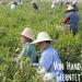 Shop Organic White Tea - Pai Mu Tan 100g | Premium Loose Leaf by KLUIZ TEA - International Shipping - Buy Online on GoSupps.com