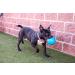 Jolly Pets Dog Football - Ocean Blue 20 cm | Multi Large/X-Large Toy - Buy Online on GoSupps.com