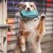 STUCH Dog Food Bag - Tear-Resistant Food Dummy for Retrieving | Ideal for Wet & Dry Food (Turquoise) - Shop Internationally! - Buy Online on GoSupps.com