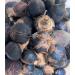 GORONTULA Fruit Azanza Garckeana Organic Sweet Silky Snot Apple Kayamata Various sizes12 Pieces - Buy Online on GoSupps.com
