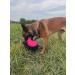 Dingo Gear Training Toys Ball 19cm - Black-Rosa with Handle | Durable Nylcott for IGP Obedience & Training Games - Buy Online on GoSupps.com
