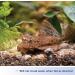 Aqueon Bottom Feeder Tablets 3 oz - Pack of 1 | Perfect Nutrition for Bottom Feeding Fish - Buy Online on GoSupps.com