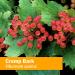 Herb Pharm Cramp Bark Extract 1oz - Musculoskeletal Support Supplement - Buy Online on GoSupps.com