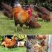 KAKUNM 12PCS Chicken Coop Toys: Xylophone, Swing Set, Mirror, Ladder, Vegetable String Bag & Feeder - Fun Activities for Hens - Buy Online on GoSupps.com