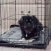 K&H Self-Warming Pet Pad - Thermal Cat & Dog Bed Mat Gray/Black - Buy Online on GoSupps.com