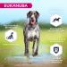 Eukanuba Dog Grain Free Adult L Chicken 12 kg - Buy Online on GoSupps.com