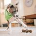 Benebone Zaggler Rolling Dog Chew Toy - Real Bacon Flavor, Made in USA - Medium Size for Aggressive Chewers - Buy Online on GoSupps.com