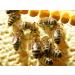 Bee Bread Perga Fermented Bee Pollen Raw & Natural No Preservatives No Genetic Engineering Suitable for Vegetarians 1Kg. - Buy Online on GoSupps.com
