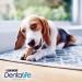 DENTALIFE Small Dog Treat Dental Chew 21 Stick Pack of 3 Chicken 345 g (Pack of 3) - Buy Online on GoSupps.com