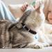 Collardirect Leather Cat Safety Collar with Elastic Belt & Bell | Adjustable 15-18 cm | Available in Black Blue Red Orange Green Pink - International Shipping - Buy Online on GoSupps.com
