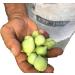 Kakadu Plum Powder - Australian Superfood - Rich in Vitamin C and Antioxidants - Boosts Immune System - 1.8 oz - Buy Online on GoSupps.com