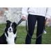 Sweetie Bungee Dog Lead Shock Absorber - Strong 4-5.6FT Leash with Padded Handle - Reflective Anti-Pull Leads for Small, Medium & Large Dogs - Buy Online on GoSupps.com