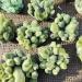 Stone 1pcs 400-500g Natural Green Ghost Phantom Quartz Crystal Cluster Specimen Crystal Cluster - Buy Online on GoSupps.com