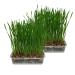 Pet Grass 2 pack By Cat FurNature