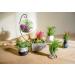 10 Ionantha Tillandsia Air Plants 2-3.5 Inches | Live Tropical House Plants for Home Decor & Terrariums - Buy Online on GoSupps.com