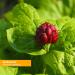 Organic Goldenseal Liquid Extract for Respiratory Support - 1 Fl Oz - Herb Pharm - Buy Online on GoSupps.com