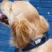 Buy Black Rhino Comfort Collar - Soft Neoprene Dog Collar for All Breeds | Adjustable Reflective & Weatherproof (XL Sport Blue/Gray) - Buy Online on GoSupps.com