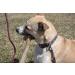 OllyDog Mountain Leash | Climbing-Inspired Rope Dog Leash 5ft | Padded Handle | Dog Accessories - Buy Online on GoSupps.com