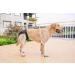 Petmia Washable Dog Diapers Hygiene Underpants for Dogs in Heat | 5 Sizes XS to XL | Black (XL: 60-82cm) - International Shipping Available - Buy Online on GoSupps.com