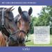 Str h Teufelsklle Horse - 1L Liquid for Musculoskeletal Support & Natural Metabolism Aid for Horses - International Shipping Available - Buy Online on GoSupps.com