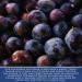 Traina Sun Dried Angelino Plum Halves - Jumbo, No Sugar Added, Gluten Free, Vegan, 2 lbs - Buy Online on GoSupps.com