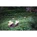 Buy Premium Oolong Tea Four Seasons from Alishan Taiwan | High-Quality Formosa Highland Oolong Tea 80g - Buy Online on GoSupps.com