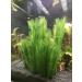 BEGONDIS Aquarium Decorations 3Pcs Silk & Plastic Green Water Plants for Fish Tank - 11 Inches - Buy Online on GoSupps.com