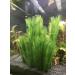 Begondis Artificial Aquarium Plants - Silk Green Aquatic Decor Safe for Fish & Pets (18cm) - International Shipping Available - Buy Online on GoSupps.com